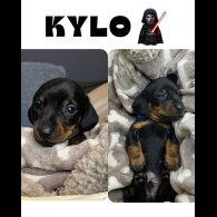 Dachshund (Miniature Smooth Haired)