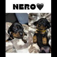 Dachshund (Miniature Smooth Haired)