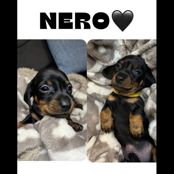 Dachshund (Miniature Smooth Haired)