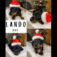 Dachshund (Miniature Smooth Haired)