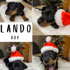 Dachshund (Miniature Smooth Haired)