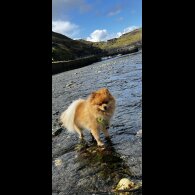 Pomeranian