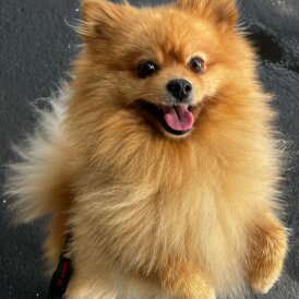 Pomeranian