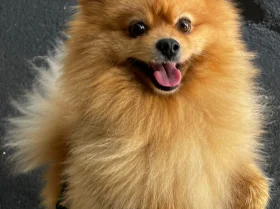 Pomeranian