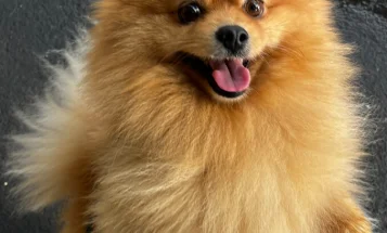 Pomeranian