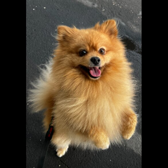 Pomeranian