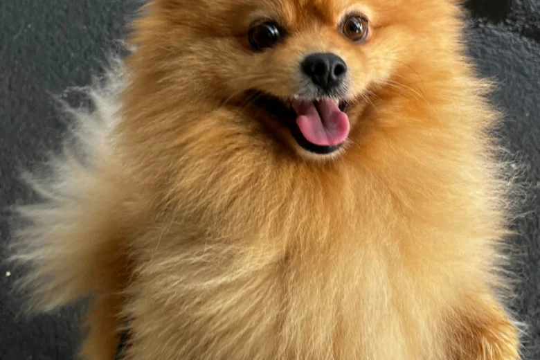Pomeranian