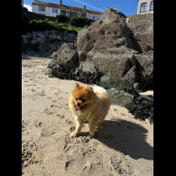 Pomeranian