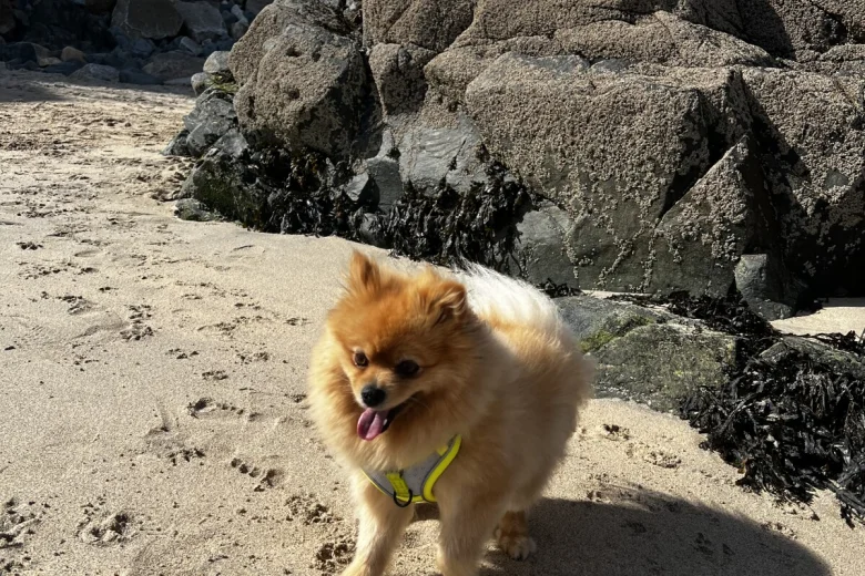 Pomeranian