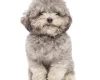 Toy Poodle