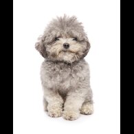 Toy Poodle