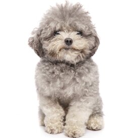 Toy Poodle