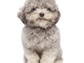 Toy Poodle