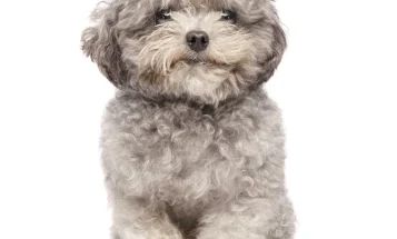 Toy Poodle