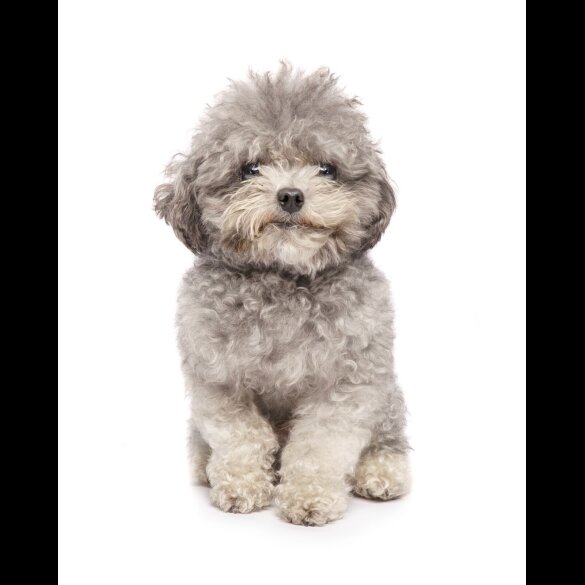 Toy Poodle