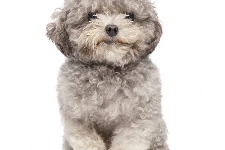 Toy Poodle