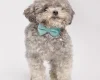 Toy Poodle