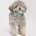 Toy Poodle