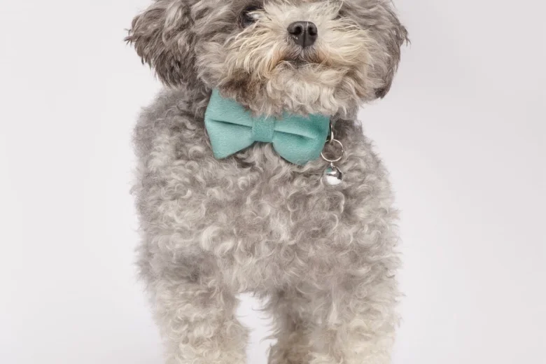 Toy Poodle