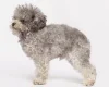 Toy Poodle