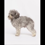 Toy Poodle