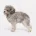 Toy Poodle