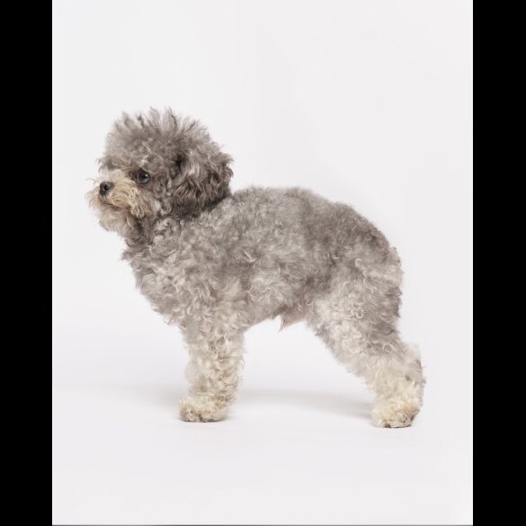Toy Poodle
