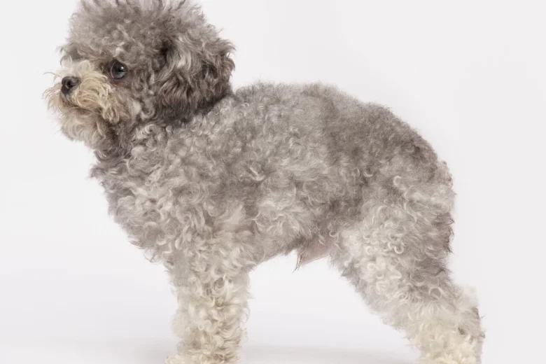 Toy Poodle
