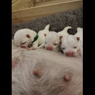 West Highland White Terrier