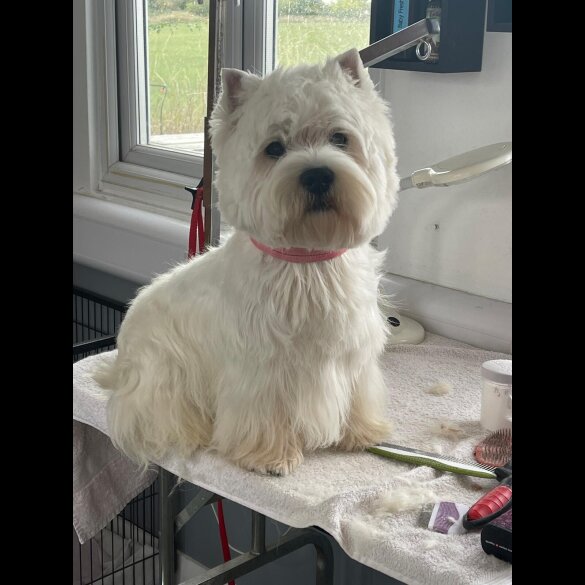 West Highland White Terrier