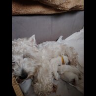 West Highland White Terrier