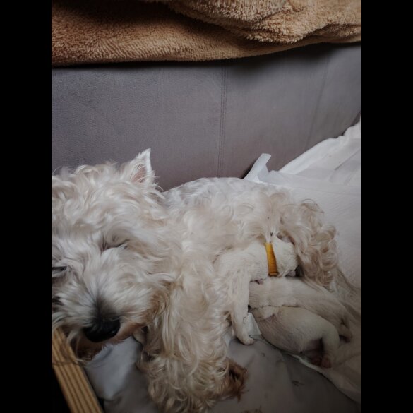 West Highland White Terrier