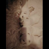 West Highland White Terrier