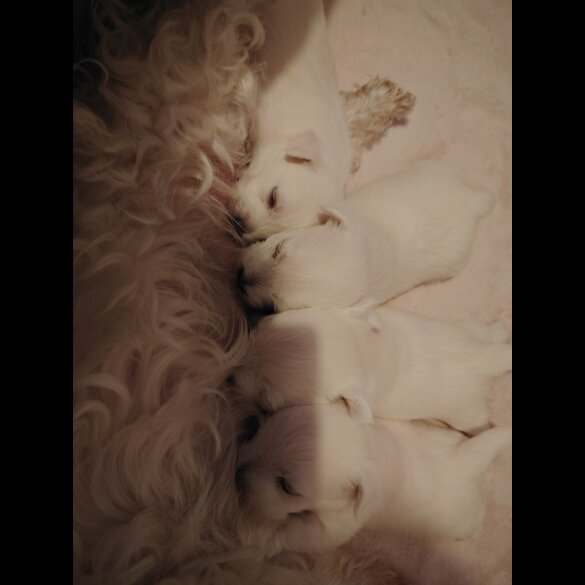 West Highland White Terrier