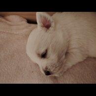 West Highland White Terrier