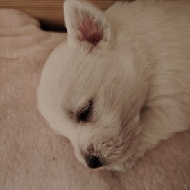 West Highland White Terrier