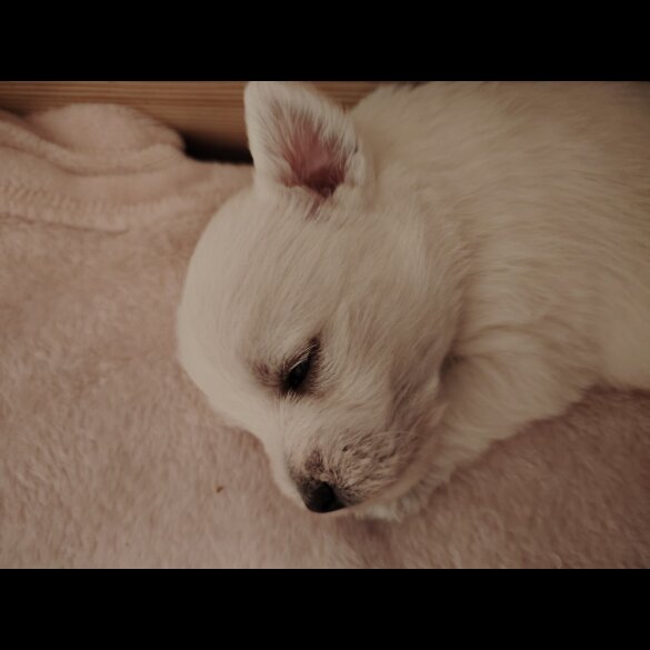 West Highland White Terrier