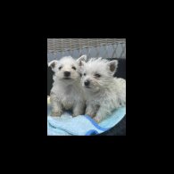 West Highland White Terrier