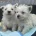 West Highland White Terrier