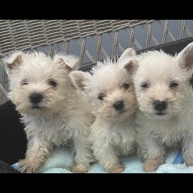 West Highland White Terrier