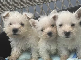 West Highland White Terrier