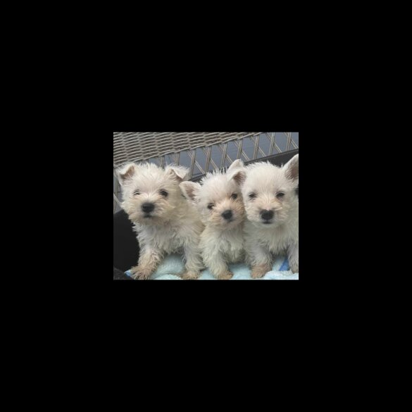 West Highland White Terrier