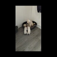 West Highland White Terrier