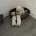 West Highland White Terrier