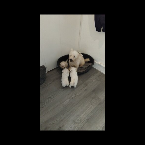 West Highland White Terrier