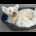 West Highland White Terrier