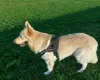 German Shepherd (Alsatian)