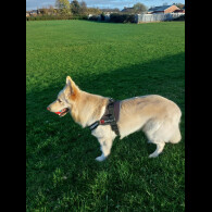 German Shepherd (Alsatian)