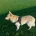 German Shepherd (Alsatian)