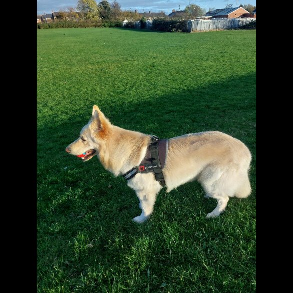 German Shepherd (Alsatian)